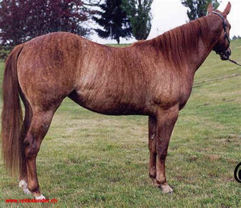 Brindle Dun Horses Brindle Horse Horses Rare Horses