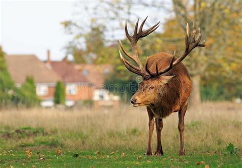 Alerta Mirando Al Ciervo Red Stag Con Cuernos Grandes Imagen De Archivo