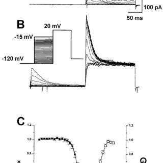 Voltage Dependence Of Activation And Inactivation Of Transient Current