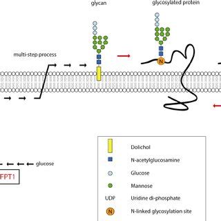 N-linked glycosylation pathway. GFPT1, glutamine-fructose-6-phosphate ...