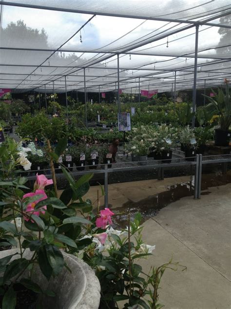 PLANTS PLUS IPSWICH - Updated January 2025 - 71 Wildey St, Raceview ...