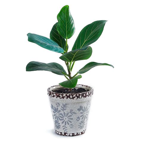 Ficus Audrey – www.littlebiggarden.com