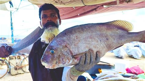 Sri Lanka Sweetlips Fish Cutting By Mr Suresh Fish Cutting Skills Sri