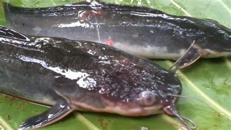 Gambar Ikan Lele Jantan Pulp