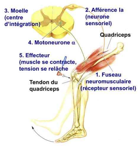 SVT Chapitre 1 Le Reflexe Myotatique Cartes Quizlet