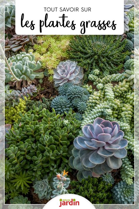 Succulentes Tout Savoir Sur Les Plantes Grasses Et Leur Entretien