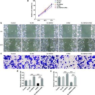 Hspa Overexpression Promotes Cell Viability Migration And Invasion In