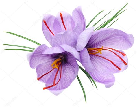 Saffron flowers Stock Photo by ©asimojet 35579187