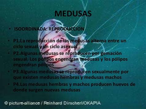 Las Medusas