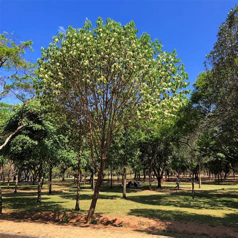 Aspidosperma Pyrifolium Pereiro Vermelho Biologia Da Paisagem