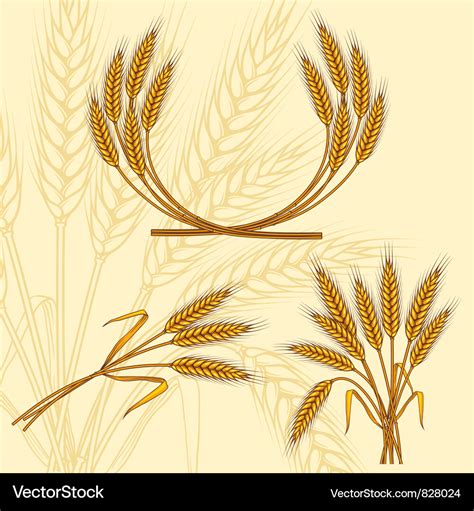 Wheat ears Royalty Free Vector Image - VectorStock