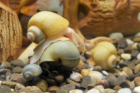 Is Aquarium Salt Safe For Snails 11 Simple Truth You Don T Know