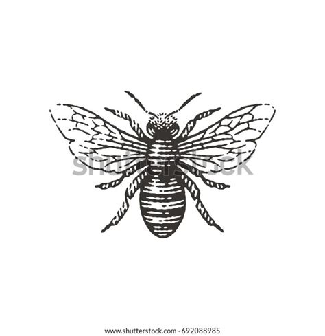 604 Bee Woodcut Images Stock Photos And Vectors Shutterstock