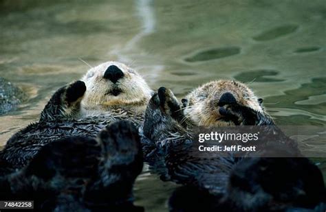 Sea Otters Sleeping Photos and Premium High Res Pictures - Getty Images