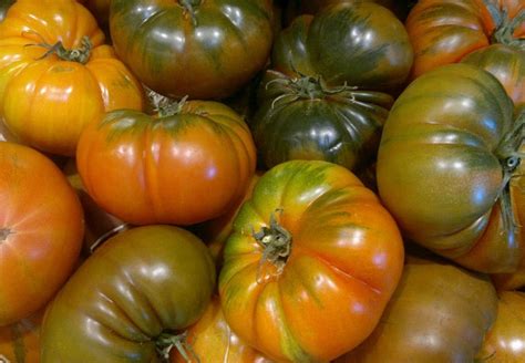 As Principais Variedades De Tomates