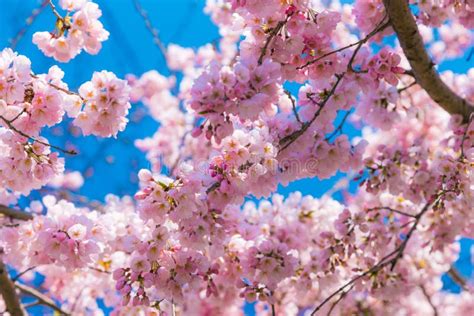 Flor De Cerezo Sakura Alrededor De La Trayectoria Del Fil Sofo En La