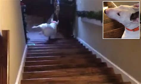 Dog Jumping Down Stairs Gif Is a dog jumping up book