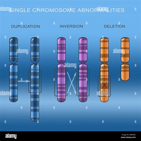 Chromosome Duplication, Illustration Stock Photo - Alamy