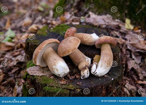 Several Boletus Mushroom In The Wild Porcini Mushroom Boletus Aereus