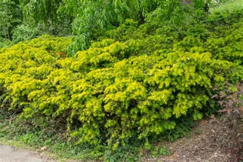 Taxus Baccata Repens Aurea English Yew