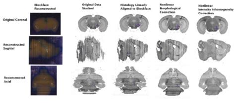 Reconstruction Of Serial Histological Data From Left To Right