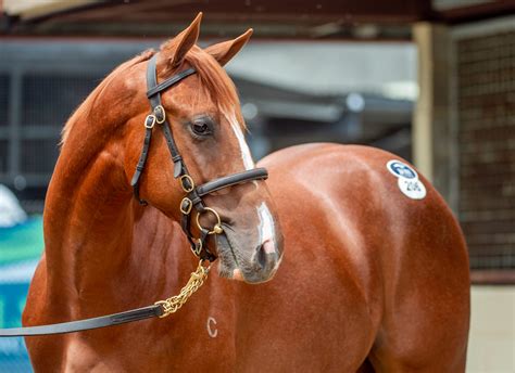 As Expected Justify Yearlings Proved Popular At Inglis Easter