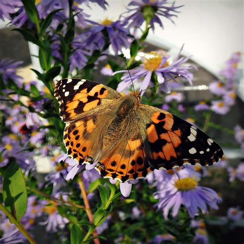 Vanessa Cardui Painted Lady Distelvlinder Vanesse Du Flickr