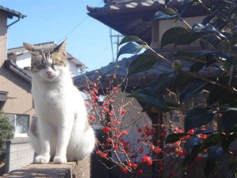 How to Visit Ainoshima: Fukuoka's Cute Cat Island - Differentville