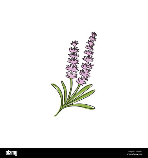 Single One Line Drawing Beauty Of Fresh Lavandula For Home Wall Decor