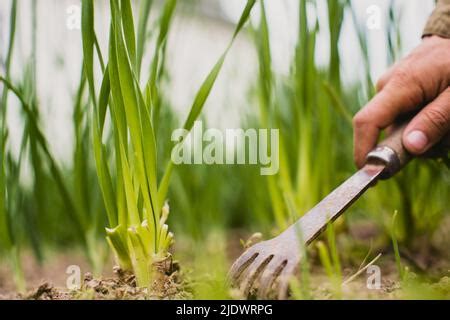 Le D Sherbage De Lits Avec Des Plantes D Agriculture Poussant Dans Le