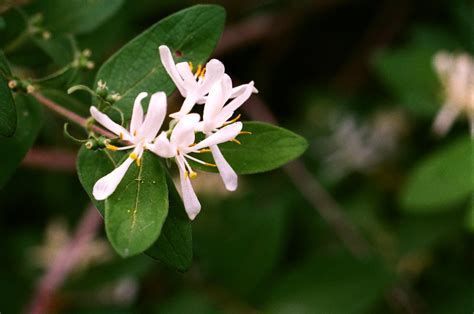 Wild Honeysuckle Nikkormat FTN Nippon Kogaku Micrro Nikkor Flickr