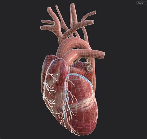 Modelo 3d Pbr Del Corazón Humano Animado Turbosquid 1353004