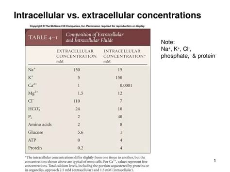 PPT - Intracellular vs. extracellular concentrations PowerPoint Presentation - ID:945667