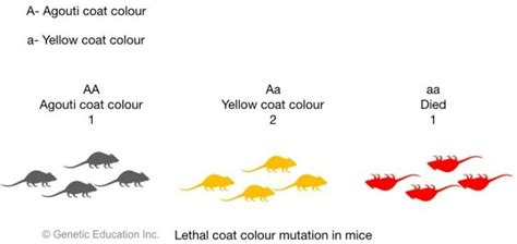 Genetic Mutations Definition Types Causes And Examples Genetic