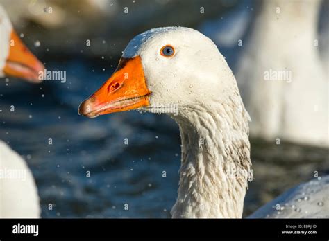 Pomeranian Goose Ruegener Goose Anser Anser F Domestica Bathing