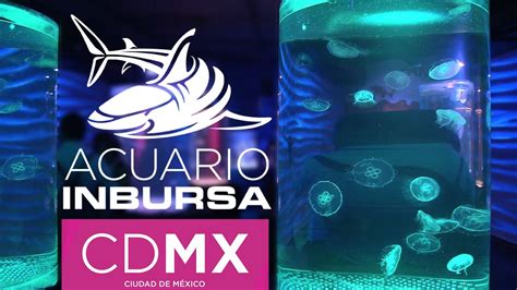 Acuario Inbursa Cu Nto Cuesta Donde Est Zidaco Youtube