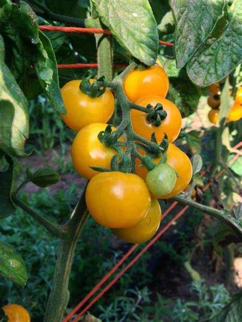 Planter Des Tomates Cerises Choix De Vari T S Et Particularit S