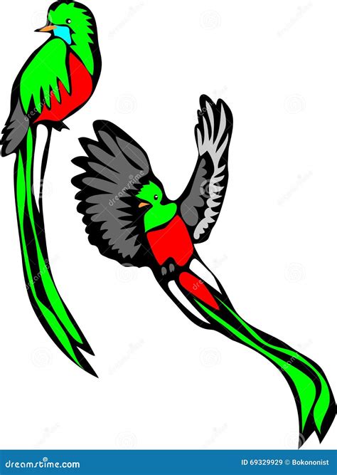 Resplendent Quetzal Cartoon Vector | CartoonDealer.com #69329929