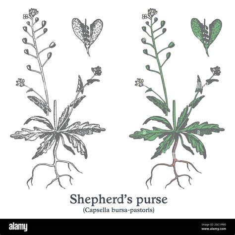 Shepherd S Purse Colorful Vector Hand Drawn Plant Vintage Medicinal