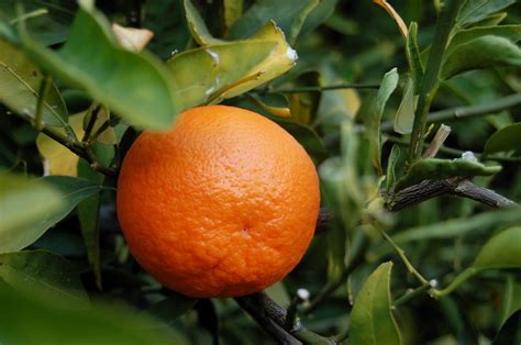 Health Tips Health Benefits Of Tangerine