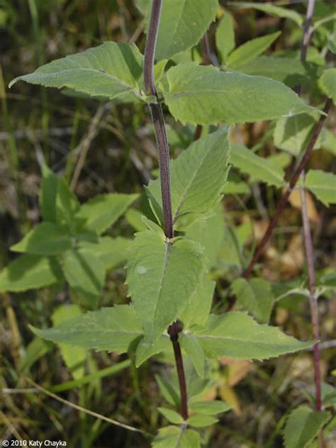 Monarda fistulosa (Wild Bergamot): Minnesota Wildflowers