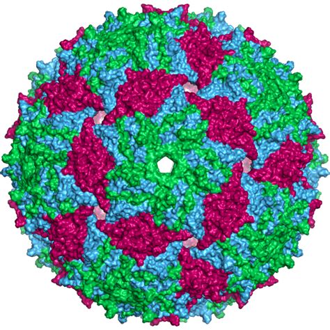 Bacteriophages Viruses In Bacteria And Our Gut Microbiome Owlcation