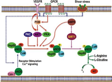 Regulation Of Endothelial Nitric Oxide Synthase Enos In The Plasma