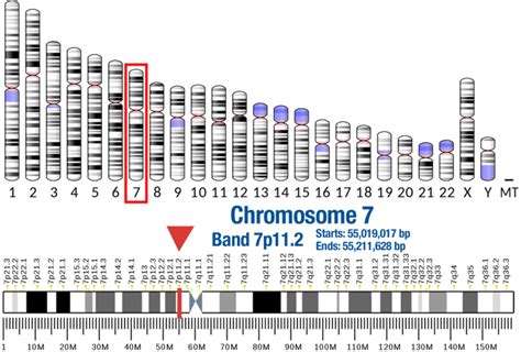 EGFR » Laboratory Testing and Research