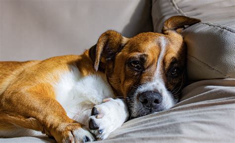 Perché il mio cane non mangia Cause e soluzioni quando il cane rifiuta