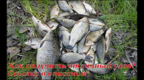 активаторы клева купить интернет магазине - YouTube