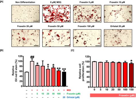 Antioxidants Free Full Text Suppressive Effect Of Fraxetin On