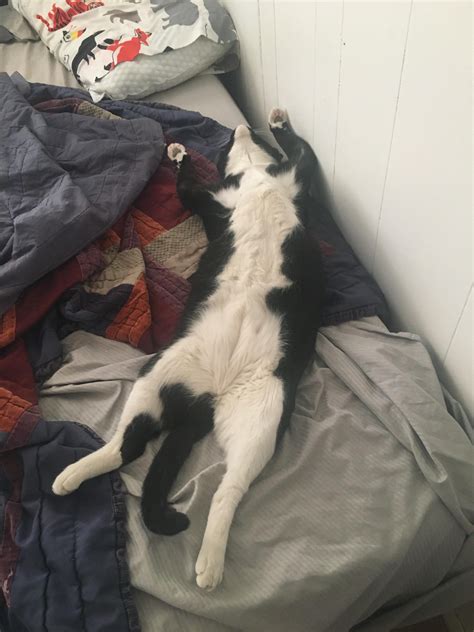 Tuxedo sleeping patterns : r/TuxedoCats