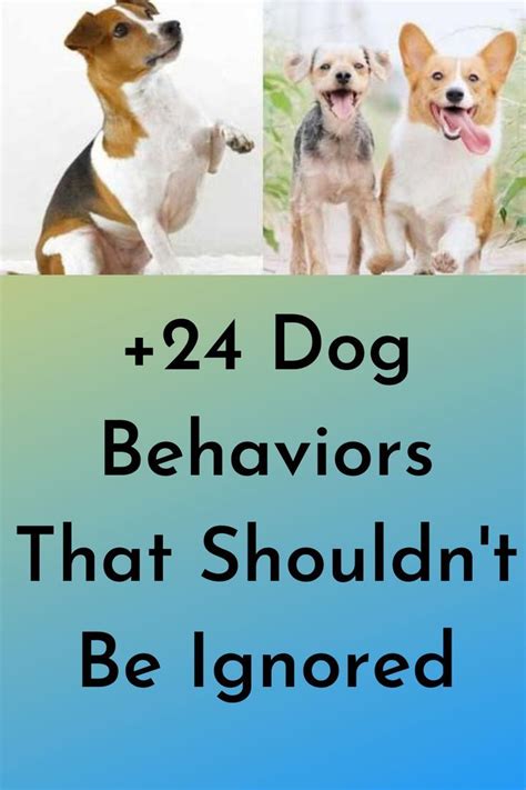 24 Dog Behaviors That Shouldn T Be Ignored Artofit