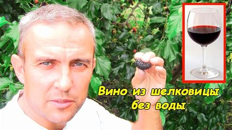 Вино из шелковицы (сорт Шелли) - YouTube